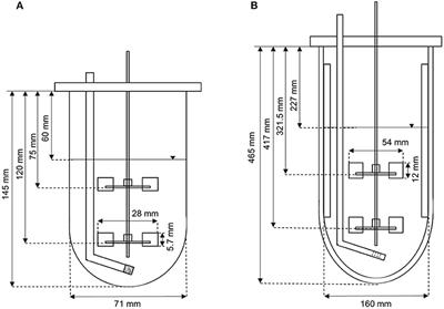 Enhancing the Heterologous Fructosyltransferase Activity of Kluyveromyces lactis: Developing a Scaled-Up Process and Abolishing Invertase by CRISPR/Cas9 Genome Editing